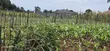 1/4 Plot for Sale, Eldoret Wingsdrive Chepkoilel - 5