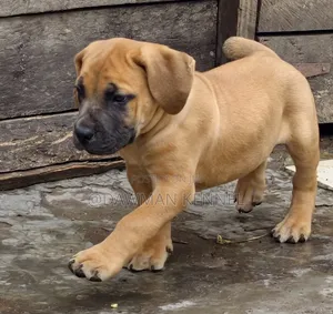 Female Boerboel Puppies (1-3 Months)