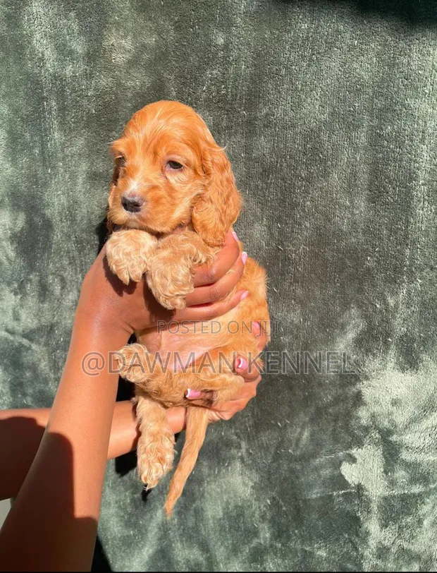 Male Purebred Cocker Spaniel Puppy (1-3 Months) - 1