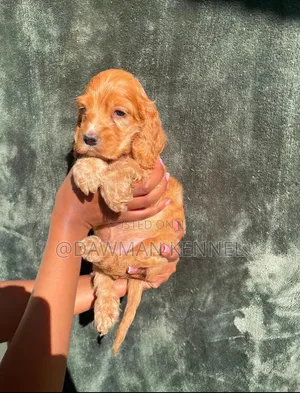 Male Purebred Cocker Spaniel Puppy (1-3 Months)