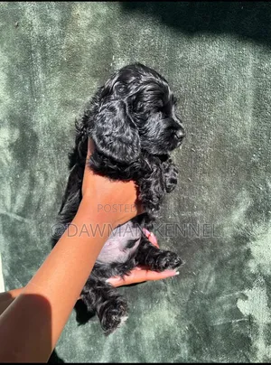 Female Purebred English Cocker Spaniel Puppy