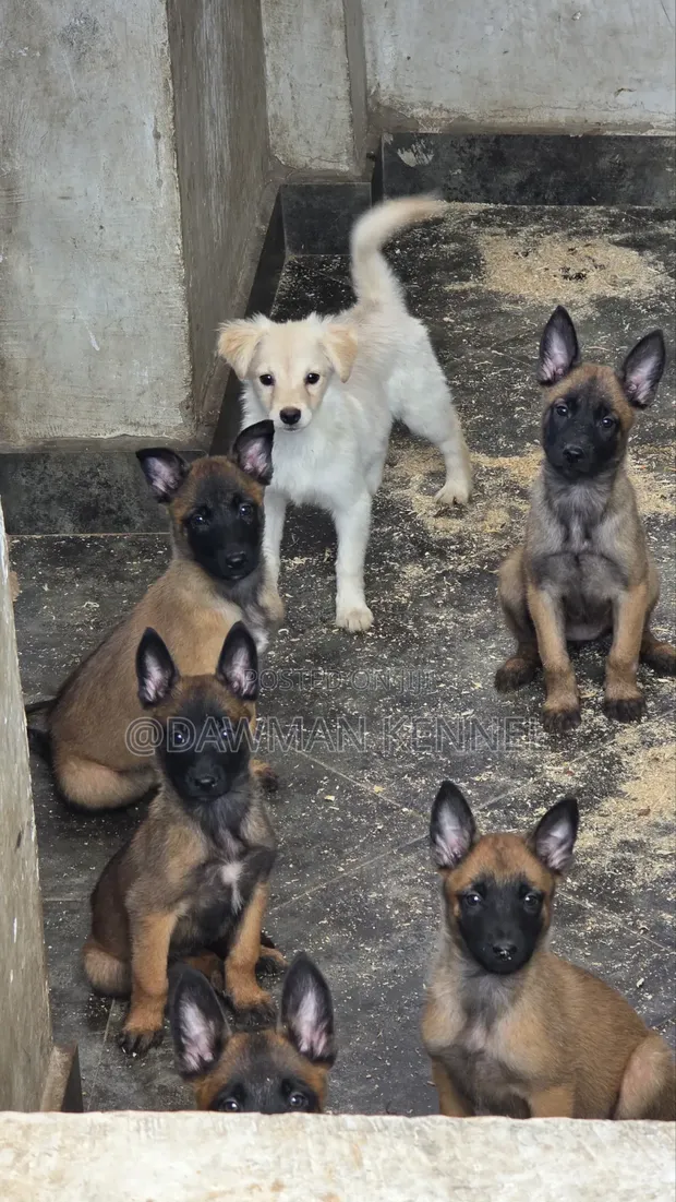 1-3 Month Male Purebred Belgian Malinois Puppy - 1