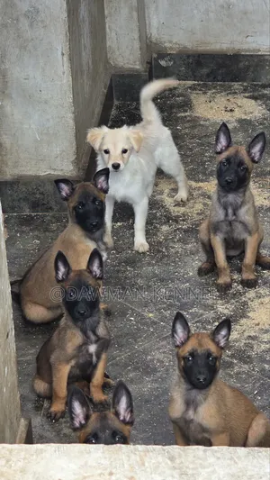 1-3 Month Male Purebred Belgian Malinois Puppy