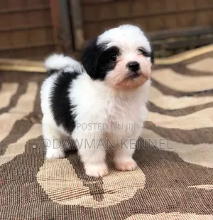 Mbwa Mwanama Havanese Safi - 1-3 Miezi Kiume