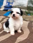 Mbwa Mwanama Havanese Safi - 1-3 Miezi Kiume - 2