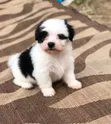 Mbwa Mwanama Havanese Safi - 1-3 Miezi Kiume - 3
