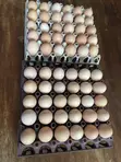 Improved Kienyeji Chicken Eggs for Sale - 1