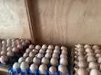 Improved Kienyeji Chicken Eggs for Sale - 2