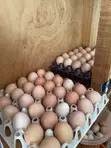 Improved Kienyeji Chicken Eggs for Sale - 3