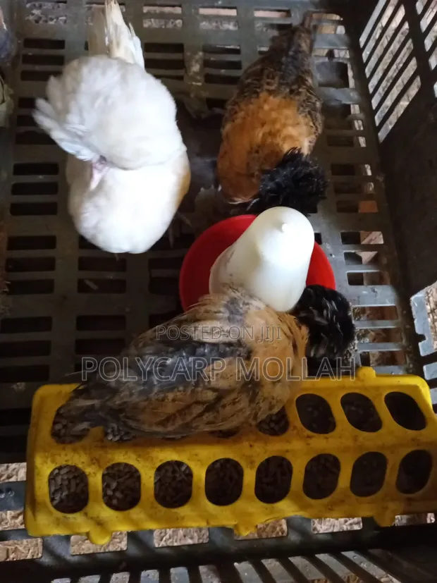 Polish Bantam Chickens for Sale - 1