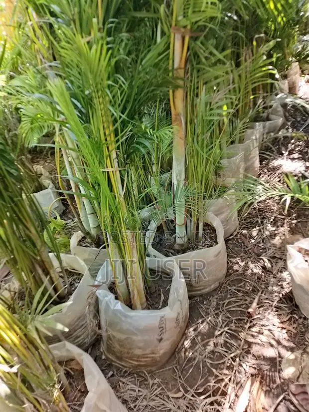 Mti wa Golden Palm - 1