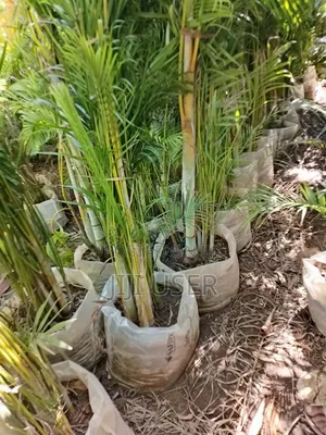 Mti wa Golden Palm