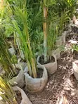 Mti wa Golden Palm - 1