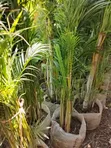 Mti wa Golden Palm - 2