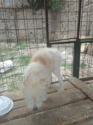 Purebred Maltese Puppy, 6-12 Months Male