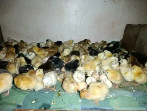 Newly Hatched Mixed-Breed Day-Old Chicks - Sasso