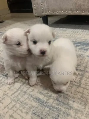 Purebred Chihuahua Puppy - 1-3 Months Male