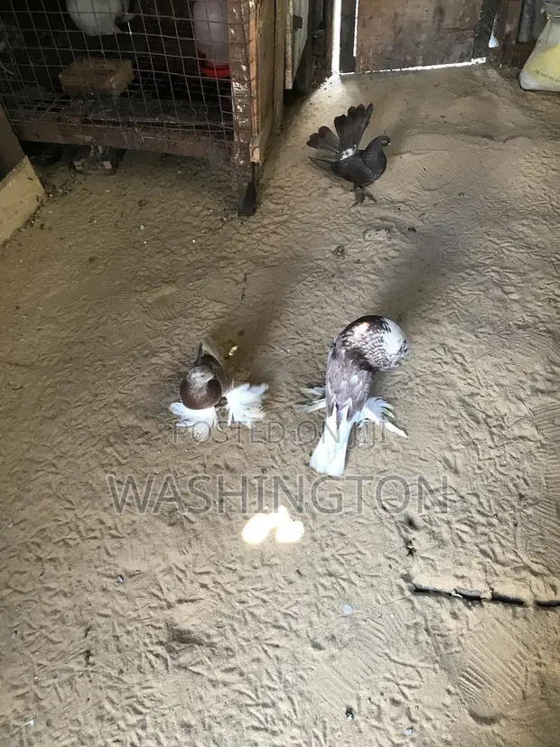 Matured Pouter Pigeon Pair - 1