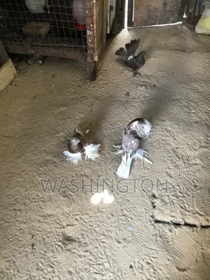Matured Pouter Pigeon Pair