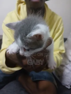 1-3 Month Female Mixed Breed Tabby Kitten