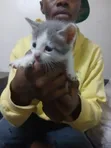 Kitten wa Kike wa Mseto wa Tabby, Miezi 1-3 - 2