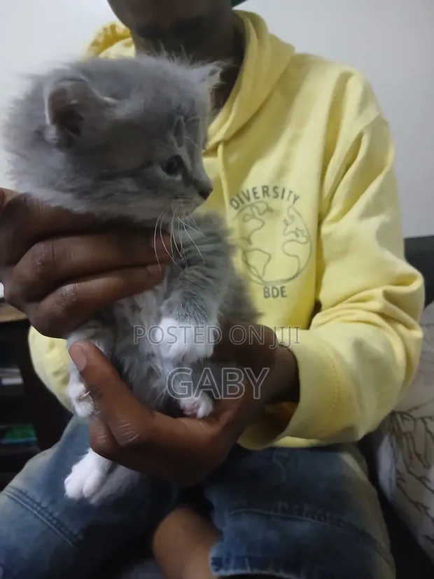 Male Mixed Breed Tabby Kitten - 1