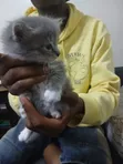 Male Mixed Breed Tabby Kitten - 1