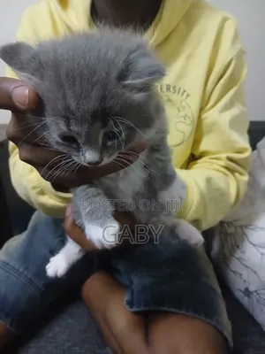 Male Mixed Breed Tabby Kitten