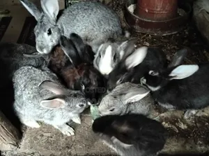 Healthy Rabbits for Sale - Langata Southlands