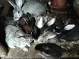 Healthy Rabbits for Sale - Langata Southlands - 1