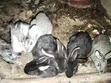 Healthy Rabbits for Sale - Langata Southlands - 2