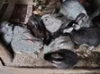 Healthy Rabbits for Sale - Langata Southlands - 3