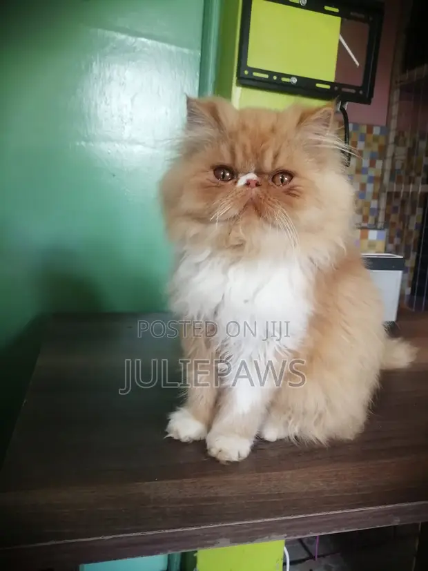 Kitten Safi wa Persian - Mwezi 1-3 Kike - 1