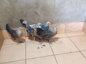 Phoenix Chicks Available