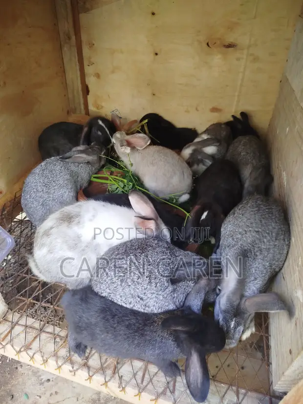Hibreed Rabbits for Sale - 1