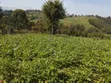 2.7 Acres Farmland in Ol Kalou - 1