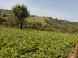 2.7 Acres Farmland in Ol Kalou - 3