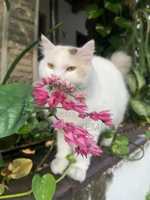 Female Mixed Breed American Shorthair Kitten