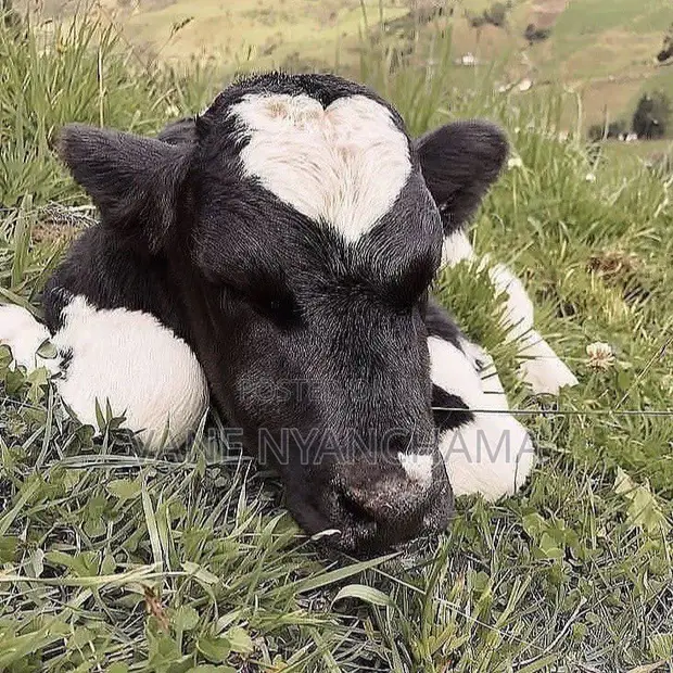 High Breed Heifer Calf - 1