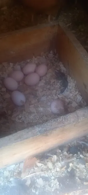 Pure Kienyeji Chicks (1-2 Months Old)