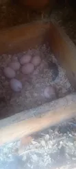 Pure Kienyeji Chicks (1-2 Months Old) - 1