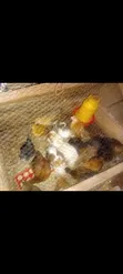 Pure Kienyeji Chicks (1-2 Months Old) - 2
