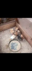 Pure Kienyeji Chicks (1-2 Months Old) - 3