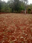Eneo la Prime la Eka 1 Linauzwa Murang'a - Kigumo - 1