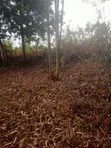 Eneo la Prime la Eka 1 Linauzwa Murang'a - Kigumo - 2