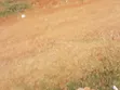 Kitalu cha 40/100 Kinauzwa Kawaida, Kiambaa - 4