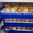 Incubator ya Mayai - Uwezo wa Mayai 204 - 4