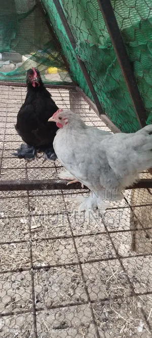 Pekin Bantams Wachanga