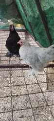 Young Pekin Bantams - 1