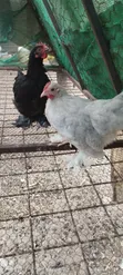 Young Pekin Bantams - 2
